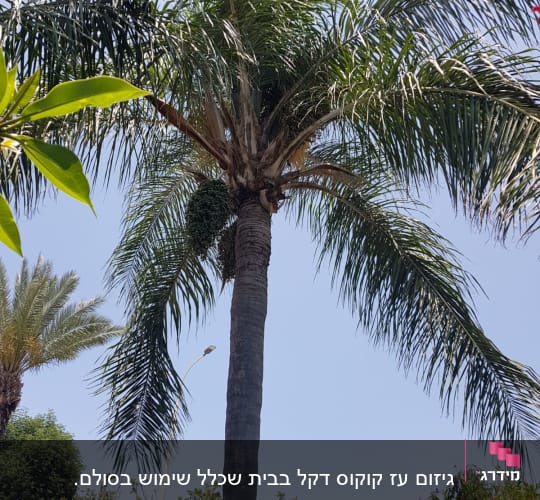 עץ דקל גבוה עם ענפים לא גזומים